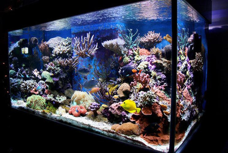 Tanques de peces tropicales de Leyu a la venta
