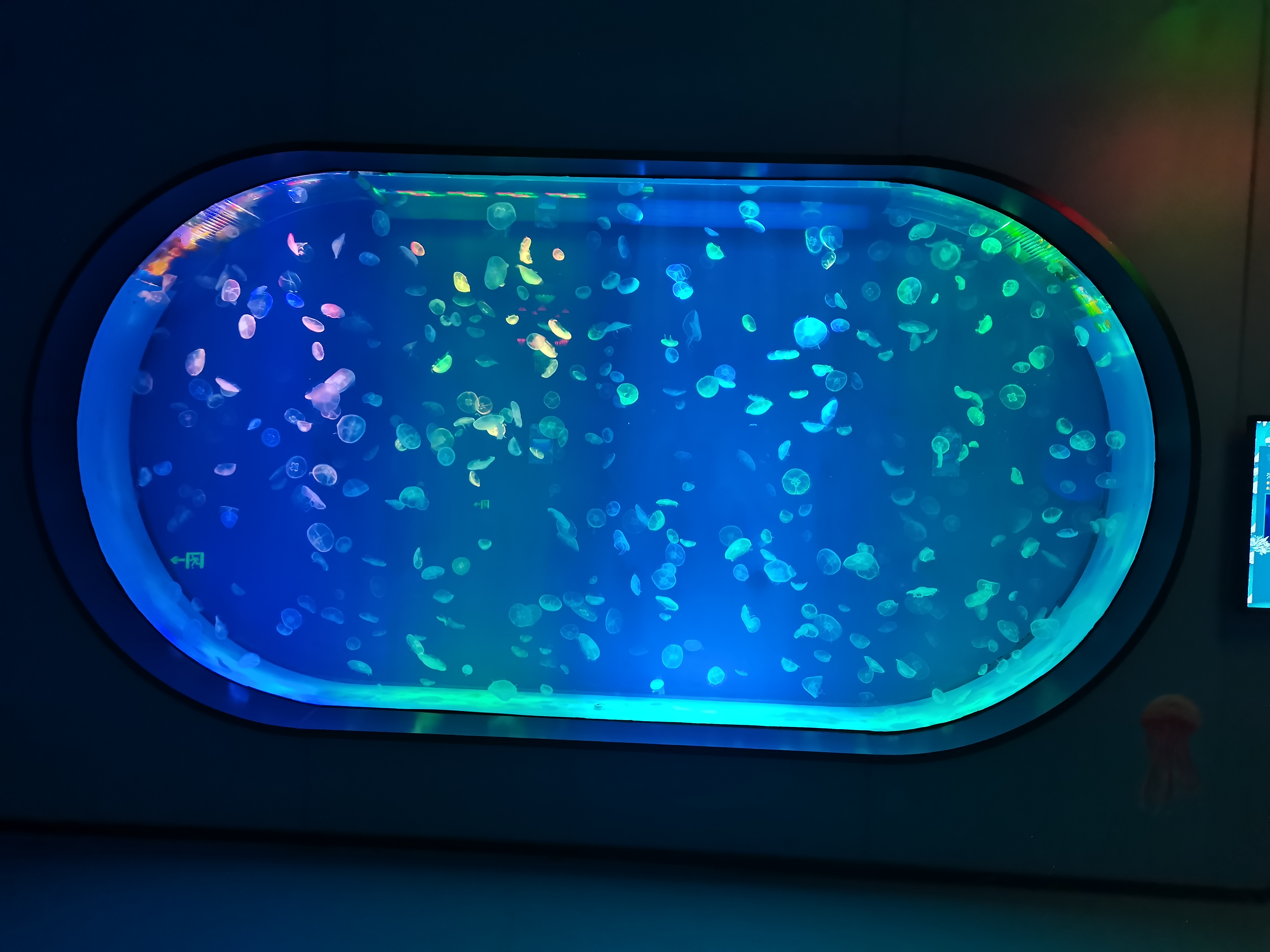 Acuario de medusas acr&iacute;lico - instalaci&oacute;n