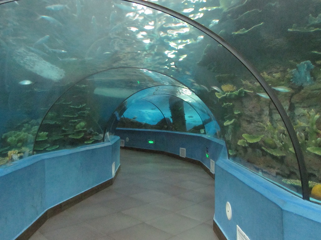 Hefei Hanhai Polar Ocean World - T&uacute;nel del acuario Leyu (11)