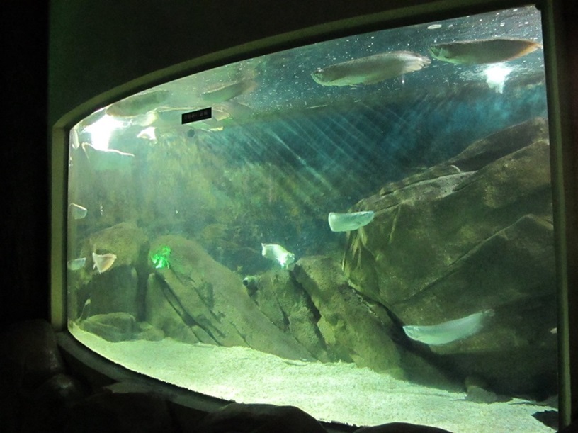Mundo submarino de Shandong Penglai - Ventana acr&iacute;lica Leyu (2)