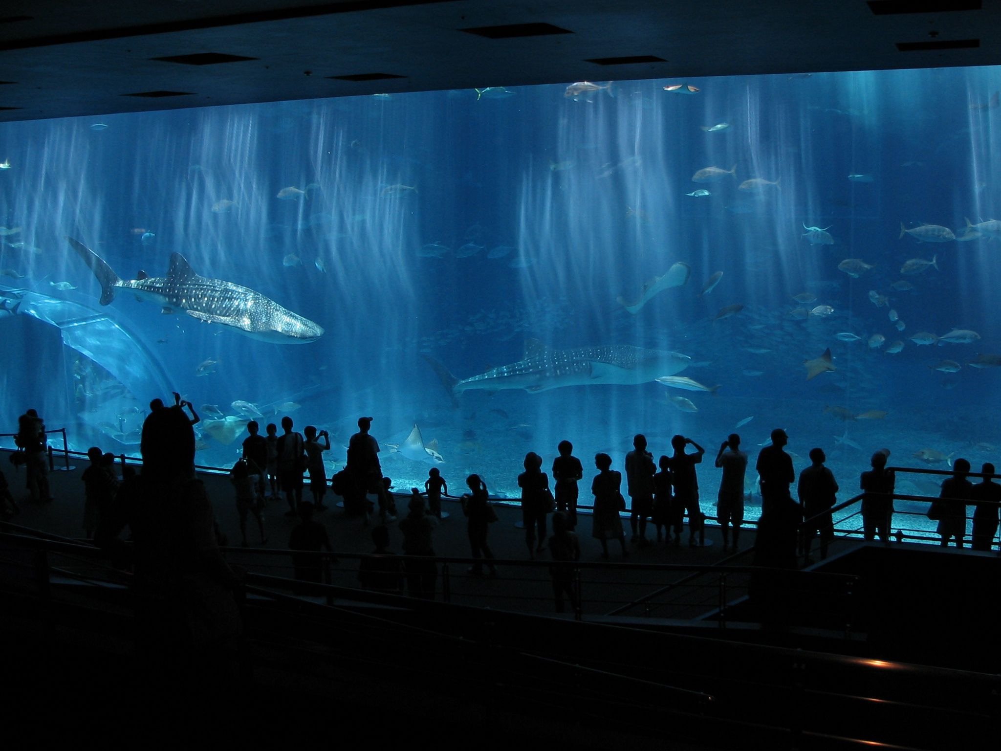 Ventana acr&iacute;lica para acuario - fabricaci&oacute;n