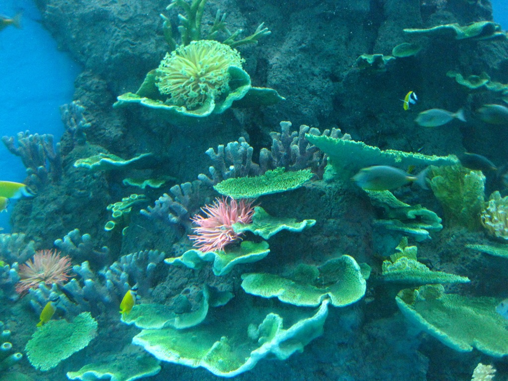 Hefei Hanhai Polar Ocean World - Acuario Leyu 