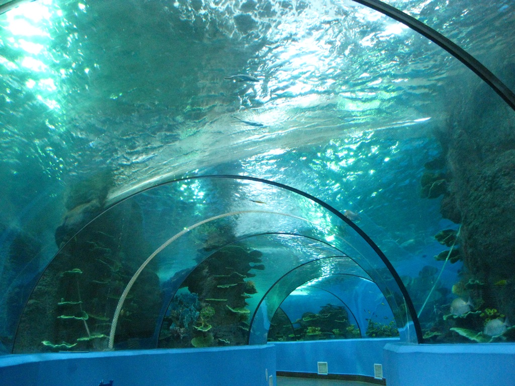 Hefei Hanhai Polar Ocean World - T&uacute;nel del acuario Leyu (2)