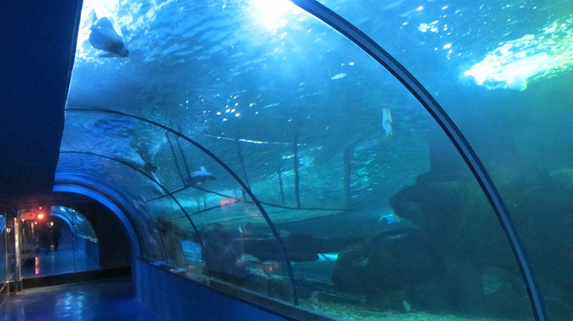 Mundo submarino de Shandong Penglai - T&uacute;nel del acuario Leyu (2)