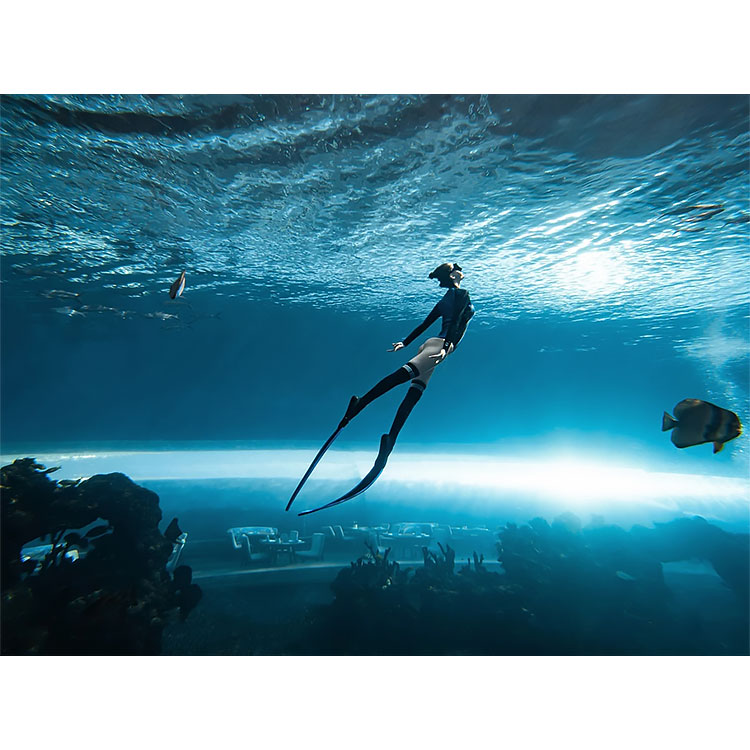 Ocean Park Public aquarium Acrylic Aquarium Ocean Park Acuario público Acuario acrílico