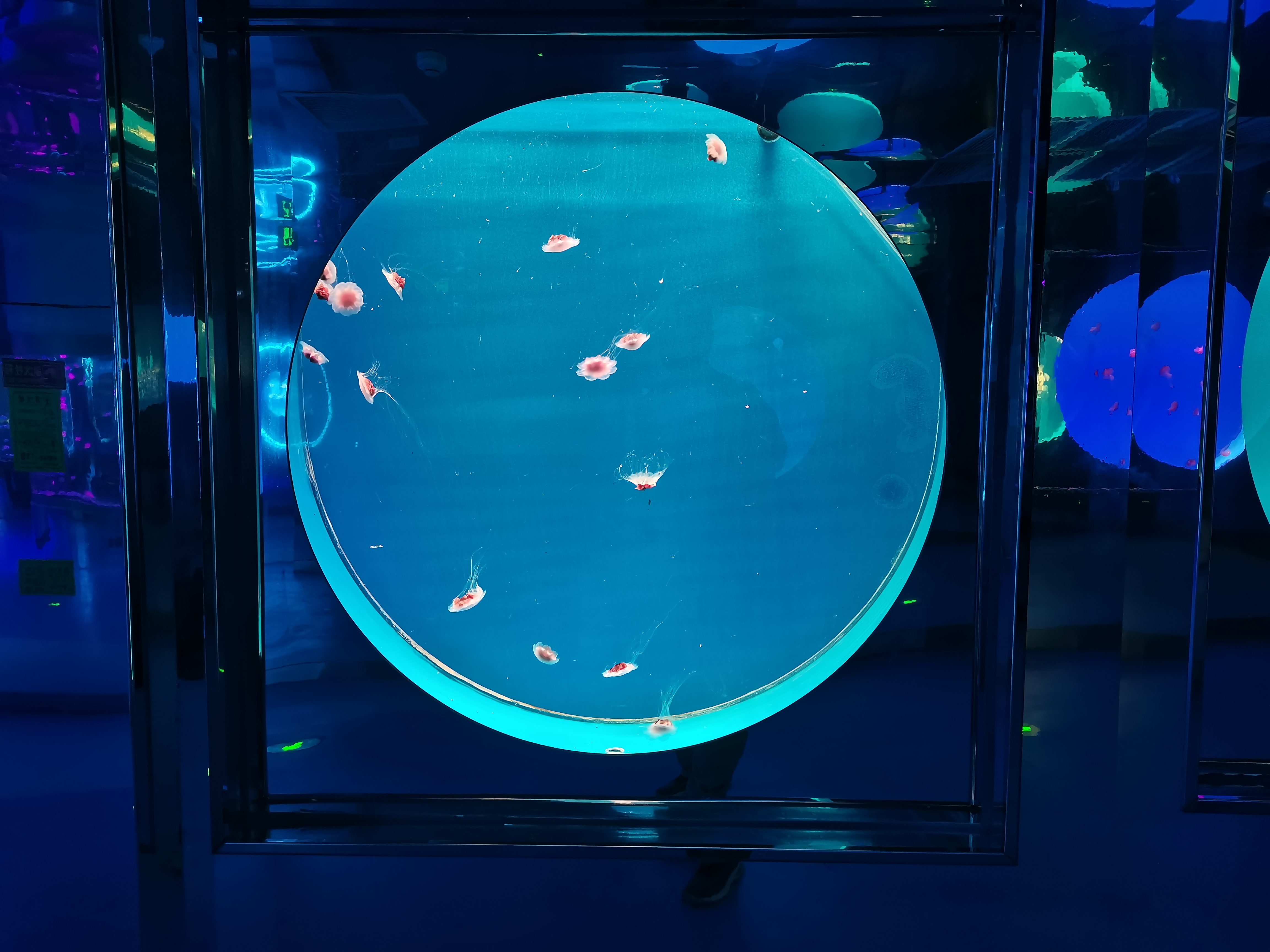 Acuario de medusas acr&iacute;lico - instalaci&oacute;n