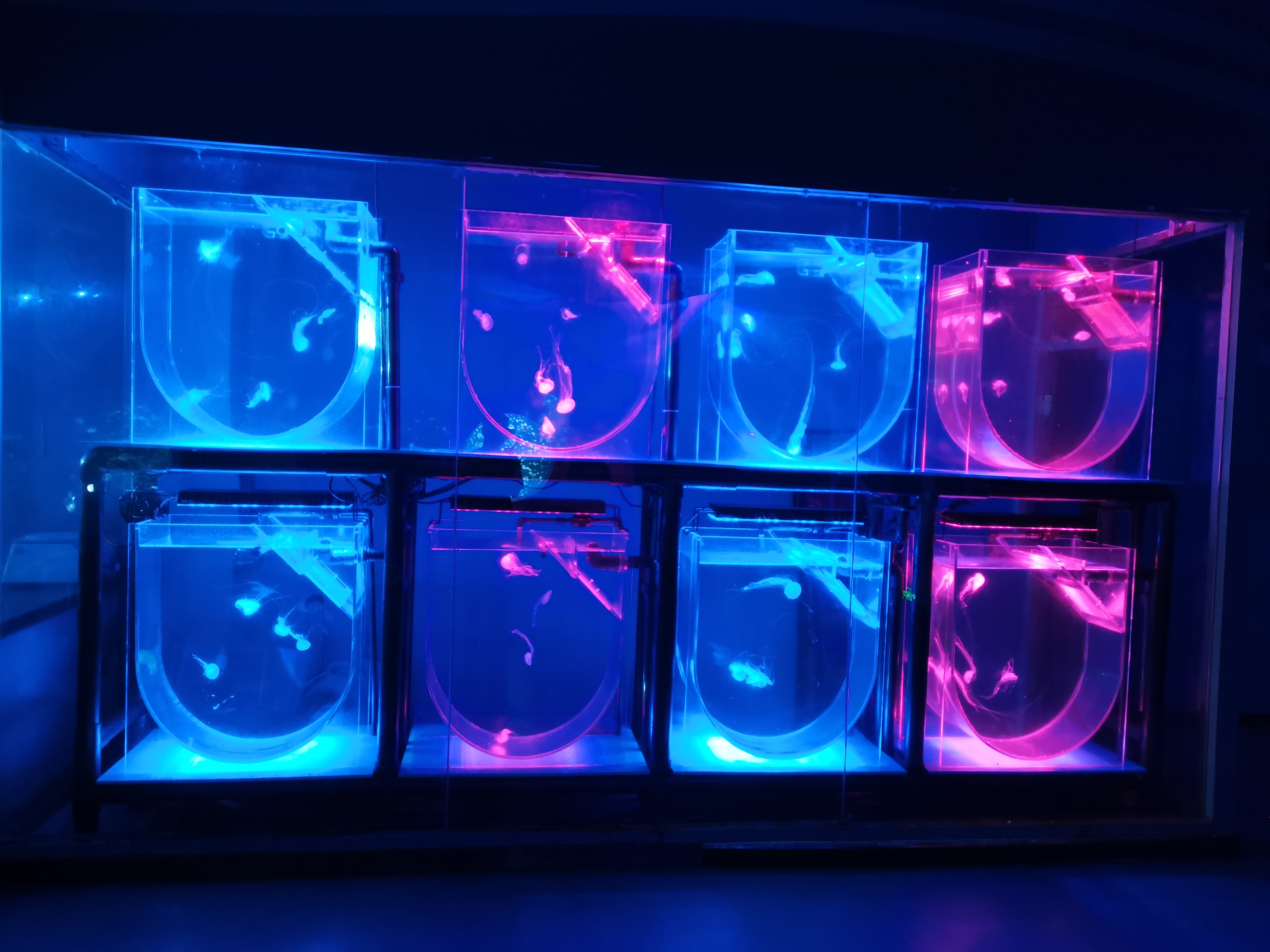 Tanque de medusas acr&iacute;lico personalizado