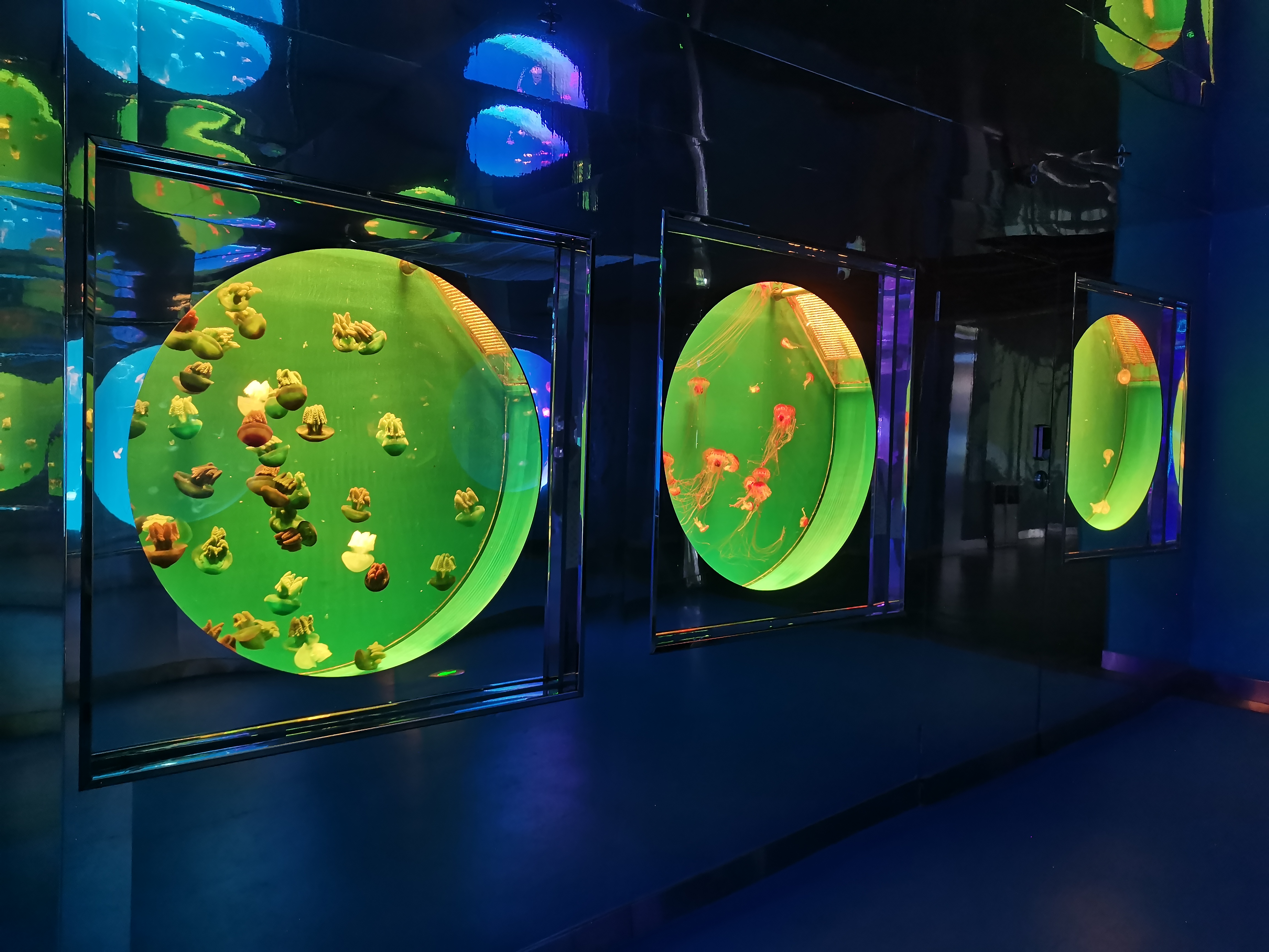 Acuario de medusas acr&iacute;lico - instalaci&oacute;n