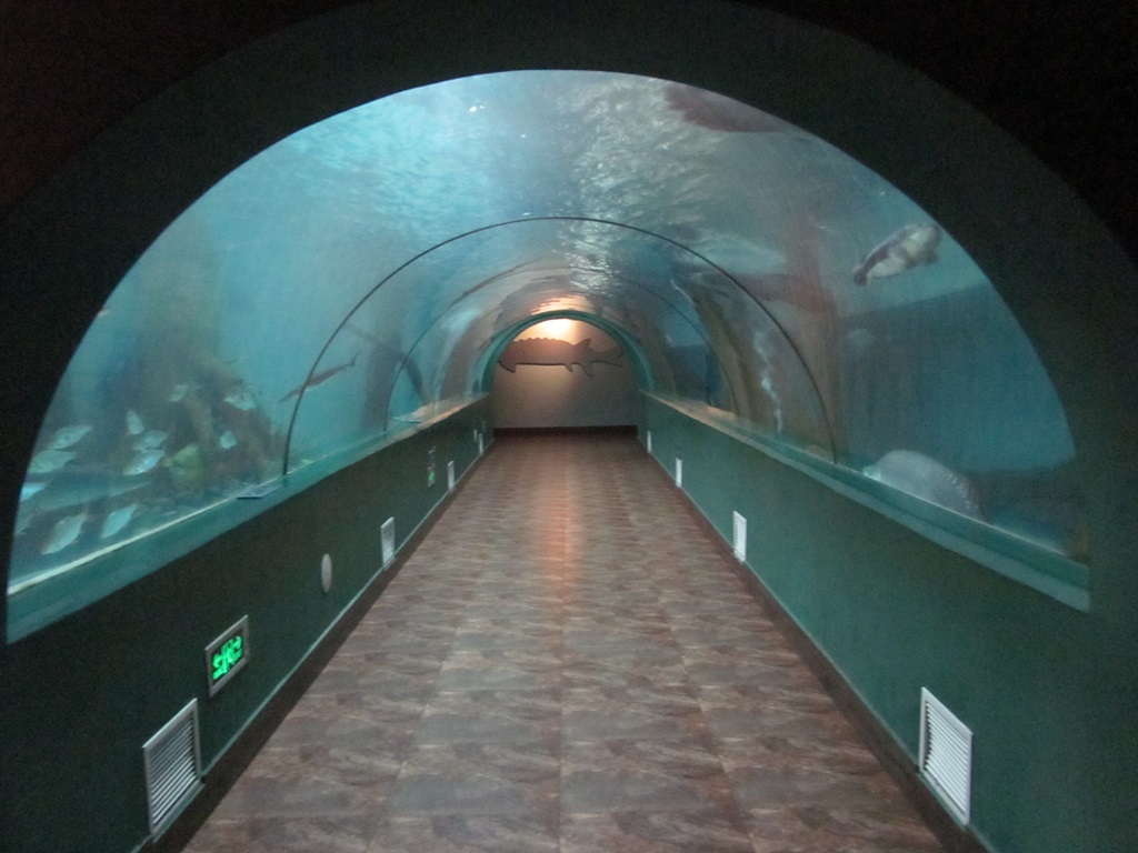 Hefei Hanhai Polar Ocean World - T&uacute;nel del acuario Leyu (6)