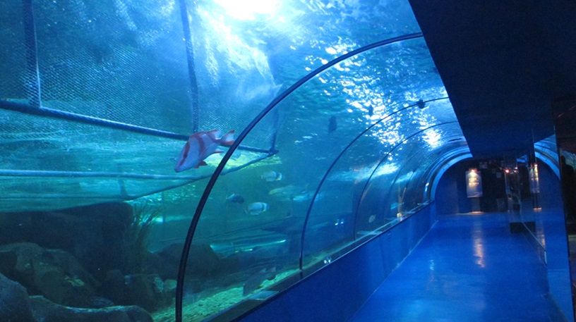 Mundo submarino de Shandong Penglai - T&uacute;nel del acuario Leyu