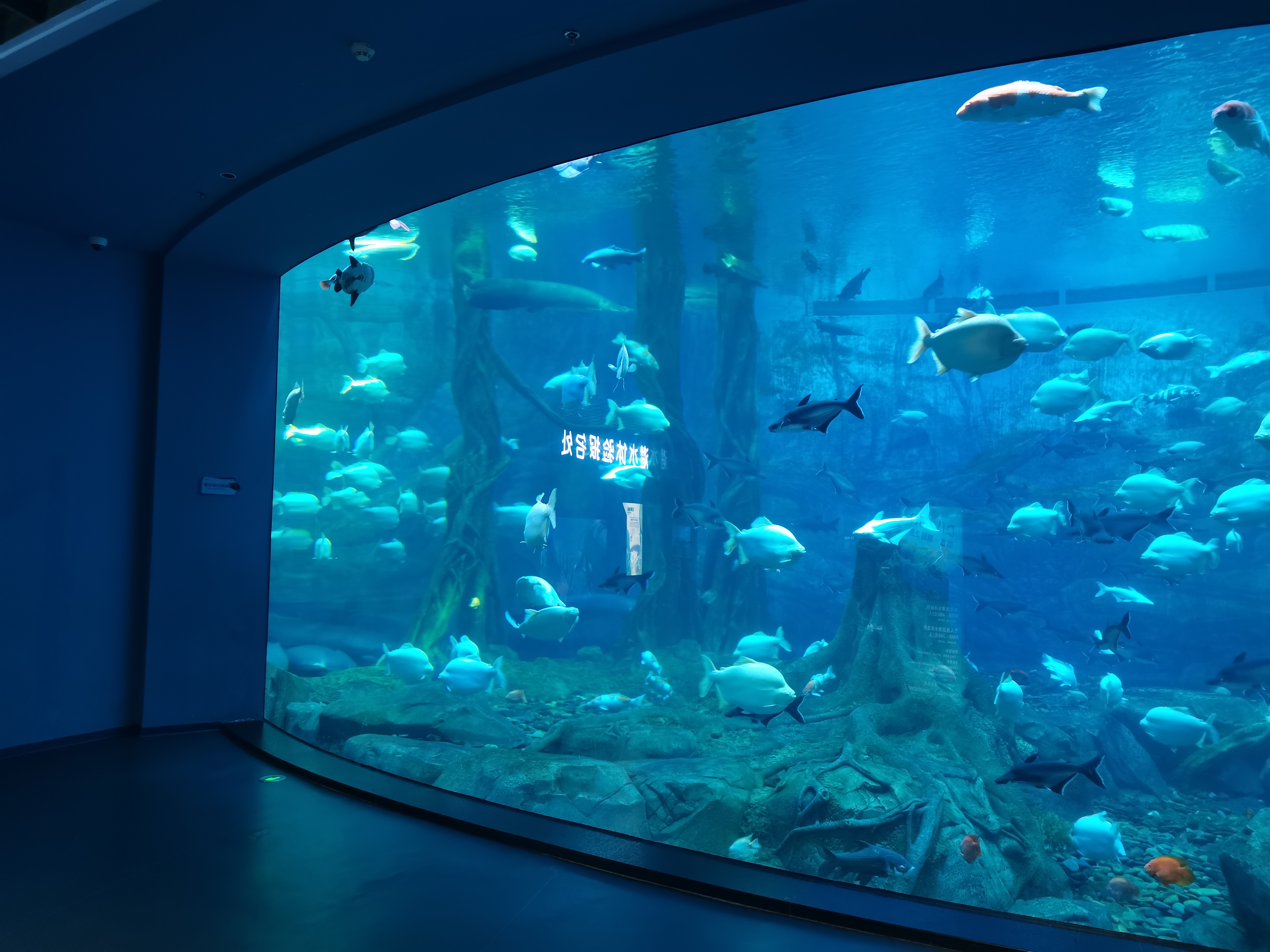Piscina acr&iacute;lica para peces - LEYU