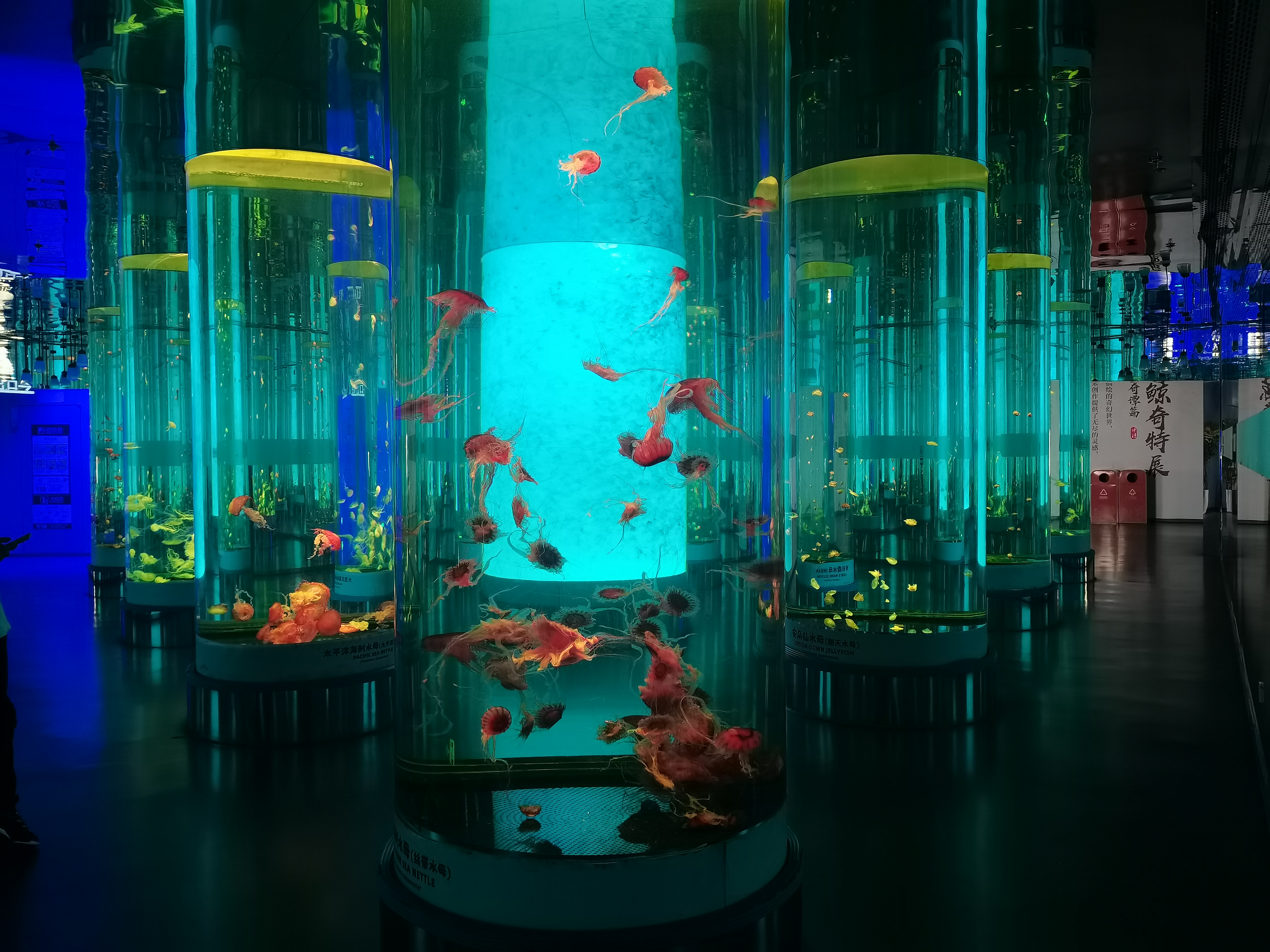 tanques de acuario de acr&iacute;lico 
