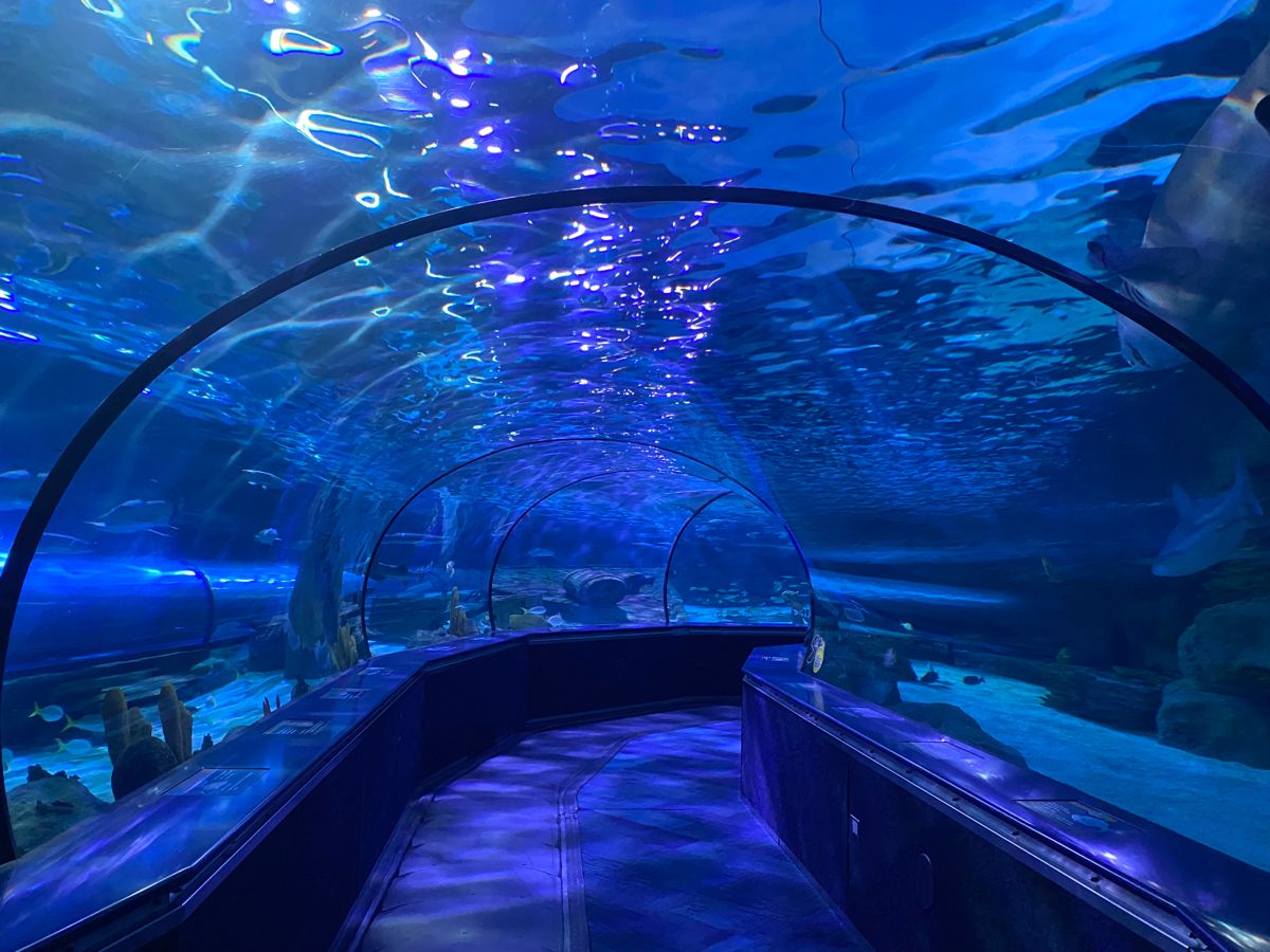 Acuario t&uacute;nel acr&iacute;lico - f&aacute;brica