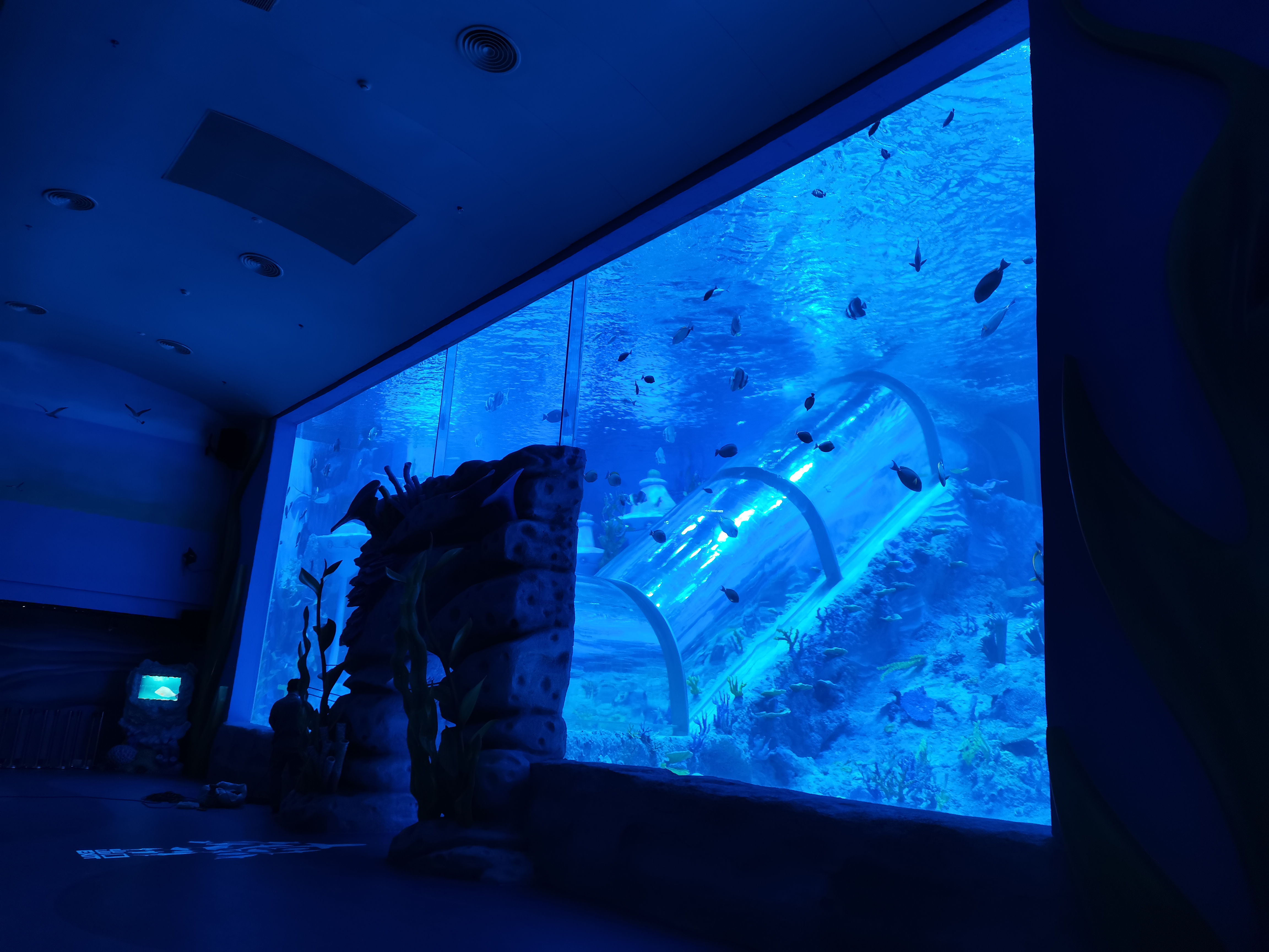Acuario tunel acr&iacute;lico - Instalaci&oacute;n