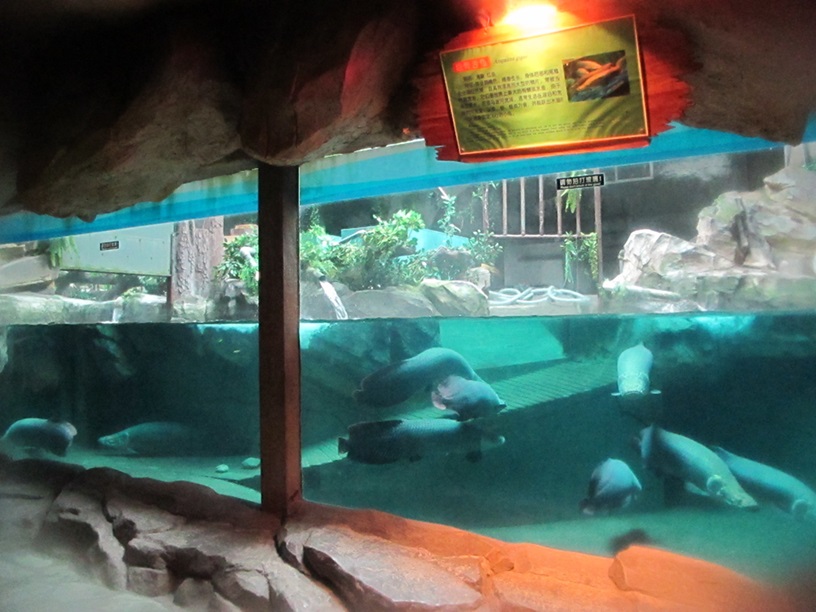 Mundo submarino de Shandong Penglai - Leyu Arylic Aquarim