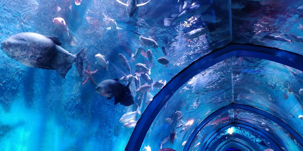 acrylic aquarium tunnel túnel acrílico para acuario