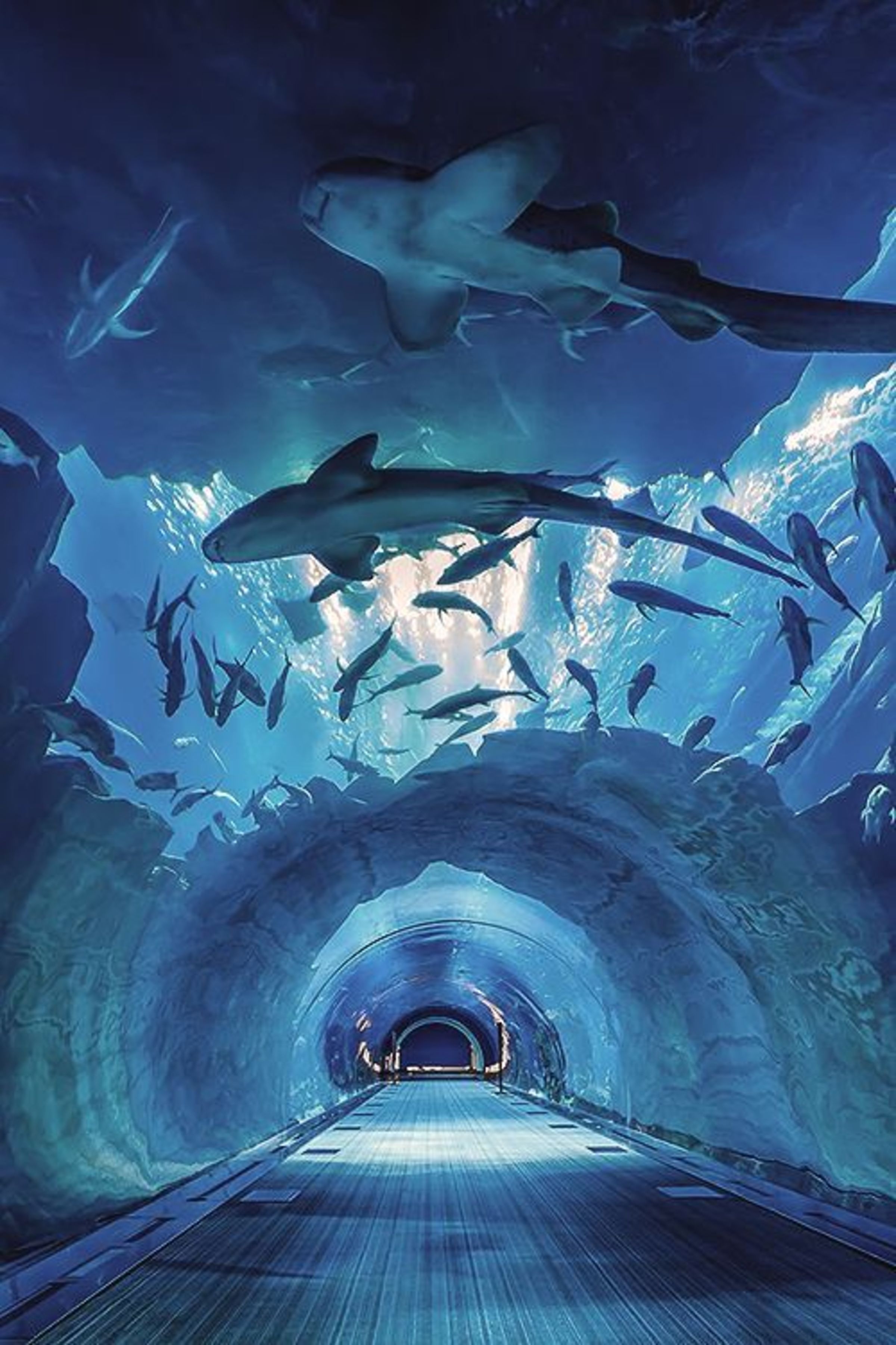 Acuario t&uacute;nel acr&iacute;lico - f&aacute;brica