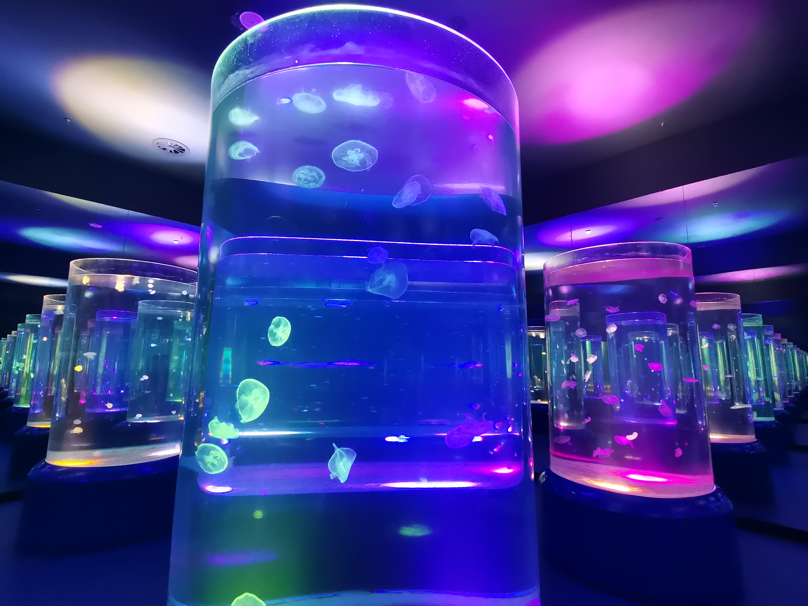 Acuario de medusas acr&iacute;lico - fabricaci&oacute;n