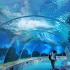 Leyu Acrylic lo lleva a caminar por el túnel del acuario-Fábrica de productos de láminas acrílicas Leyu