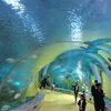 Explore el oceanario y centro educativo Ocean World-leyu Acrylic Factory