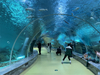 Restaurante oceanario cómo deshacerse de las algas en la pecera Personalización profesional de Leyu - Leyu