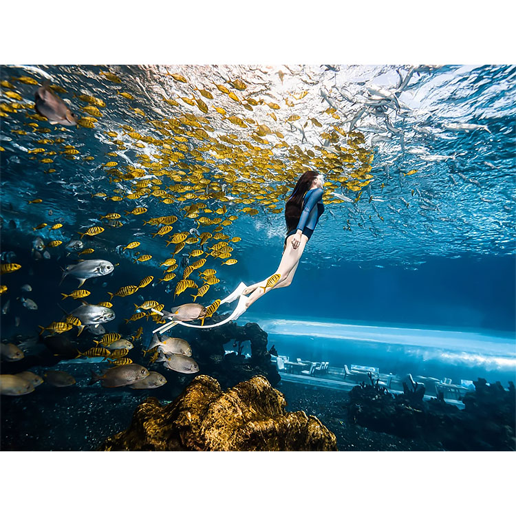 Gran tanque de acuario de oceanario curvo ultra claro, túnel de vidrio acrílico, fábrica de acuarios de acrílico Leyu - Leyu 