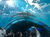 Acuario túnel fabricado por la fábrica de acrílico Leyu - LEYU