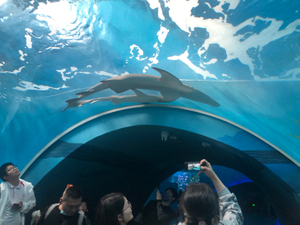 Acuario túnel fabricado por la fábrica de acrílico Leyu - LEYU