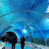¿Por qué es tan popular el túnel del acuario? Fábrica de productos de láminas acrílicas Leyu