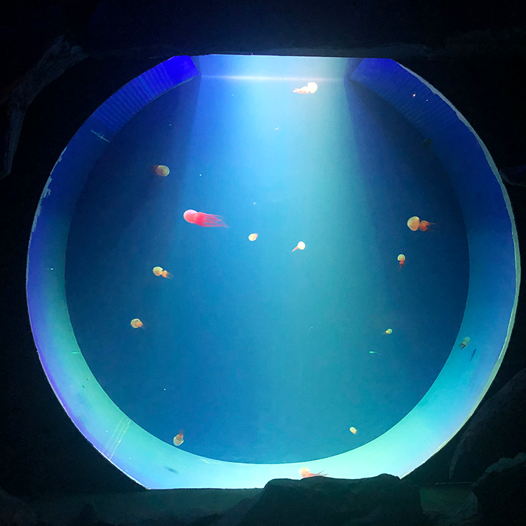 Acuario de medusas ¿Puedo tener medusas en mi acuario? - Leyu