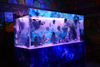 Quiero personalizar un acuario acrílico seaclear para la venta - leyu 