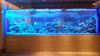 Personalizado un acuario acrílico seaclear a la venta en línea- Leyu 