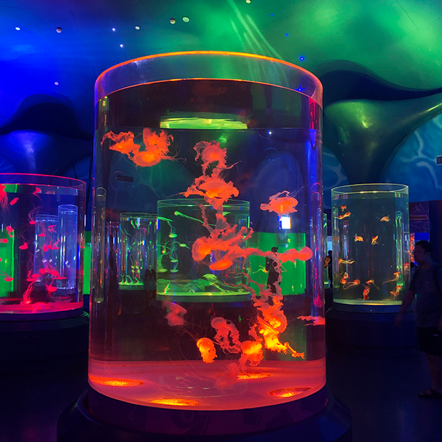 Acuario cilíndrico transparente acrílico personalizado - LEYU