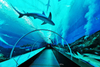 Cómo construir un túnel submarino Preste atención a la fábrica de productos Leyu Plexiglass- Leyu 