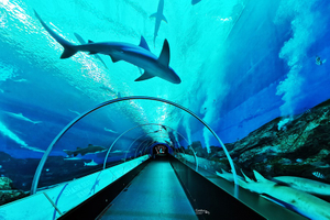 Cómo construir un túnel submarino Preste atención a la fábrica de productos Leyu Plexiglass- Leyu 