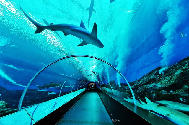 Cómo construir un túnel submarino Preste atención a la fábrica de productos Leyu Plexiglass- Leyu 