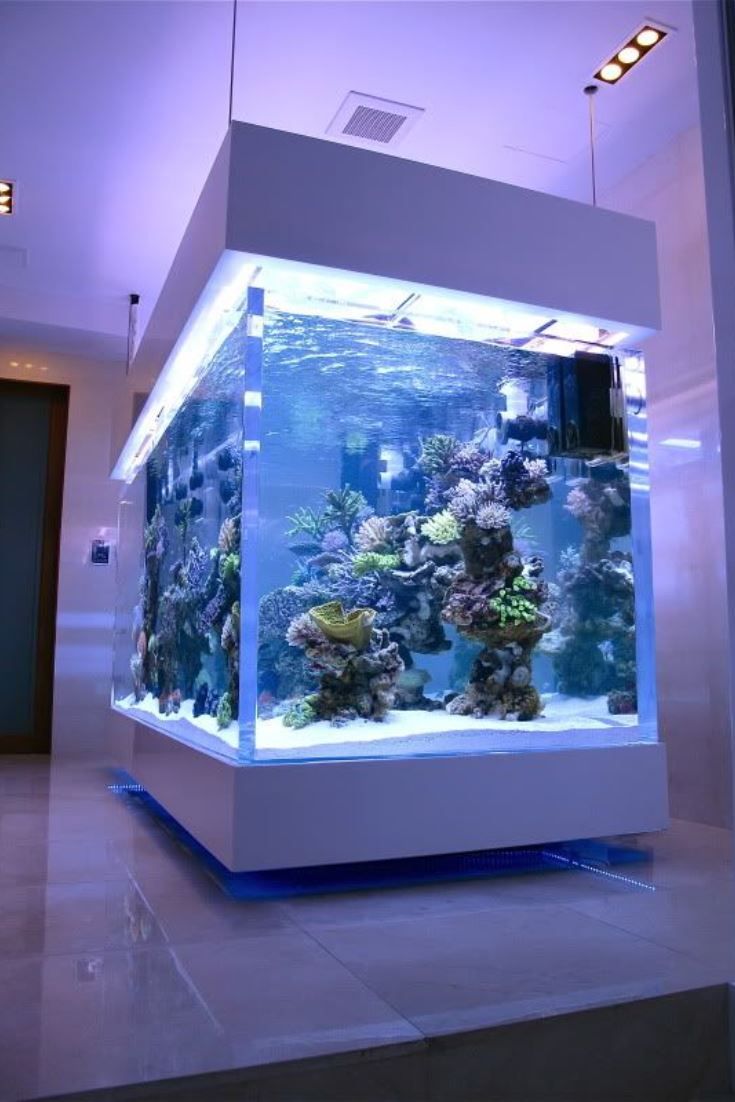 Cómo limpiar una pecera de acuario - leyu