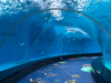 El acuario de cilindro acrílico personalizado debe prestar atención a qué - Leyu