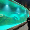 Ventana de acrílico personalizada Acuario Oceanarium-Leyu Fábrica de productos de láminas acrílicas 