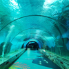 Tanque de acrílico Leyu Usted en un paseo por el túnel del acuario-Fábrica de productos de láminas acrílicas Leyu