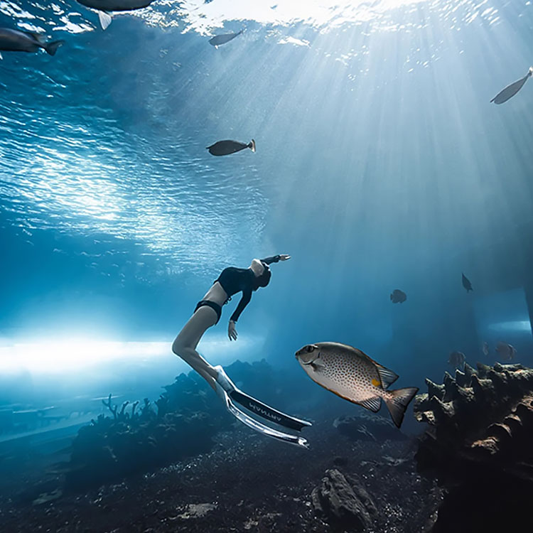 Túnel de cristal acrílico del tanque del acuario del oceanario curvado ultra claro grande - Fábrica de acuarios de acrílico Leyu
