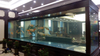 ¿Cuál es la mejor pecera de acuario acrílico en 2024? LEYU Acrylic Fish Tank Factory responderá a sus preguntas - LEYU