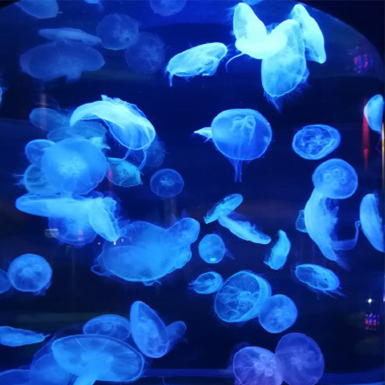 Proveedor de tanques de medusas de acrílico Leyu Personalización profesional - Leyu